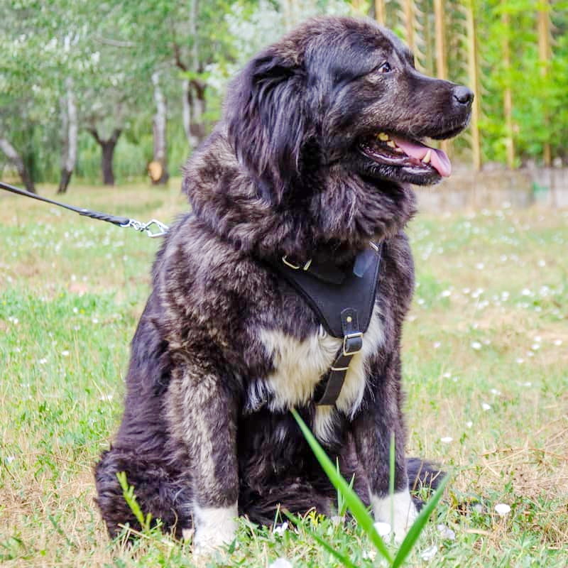 Шлея из черной кожи для дрессировки кавказского волкодава «Working Dog»